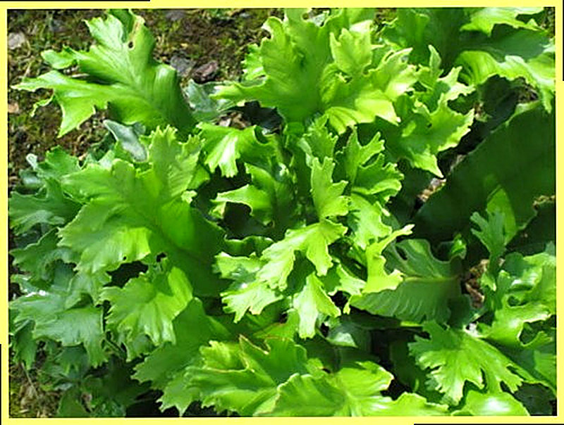 Сколопендровый асплениум фото