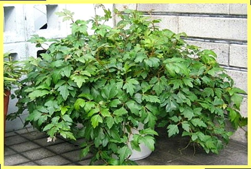 Циссус уход в домашних условиях фото