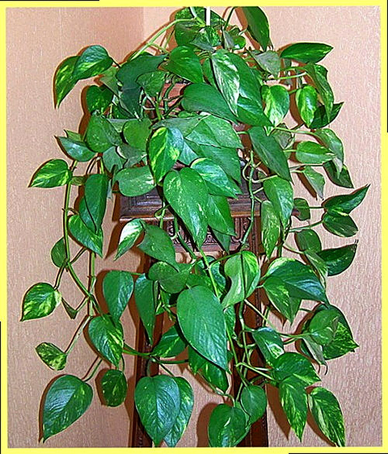 Эпипремнум уход в домашних условиях фото