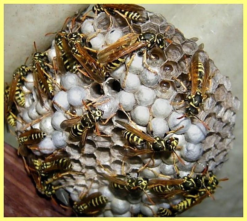 Как бороться с осами в деревянном доме