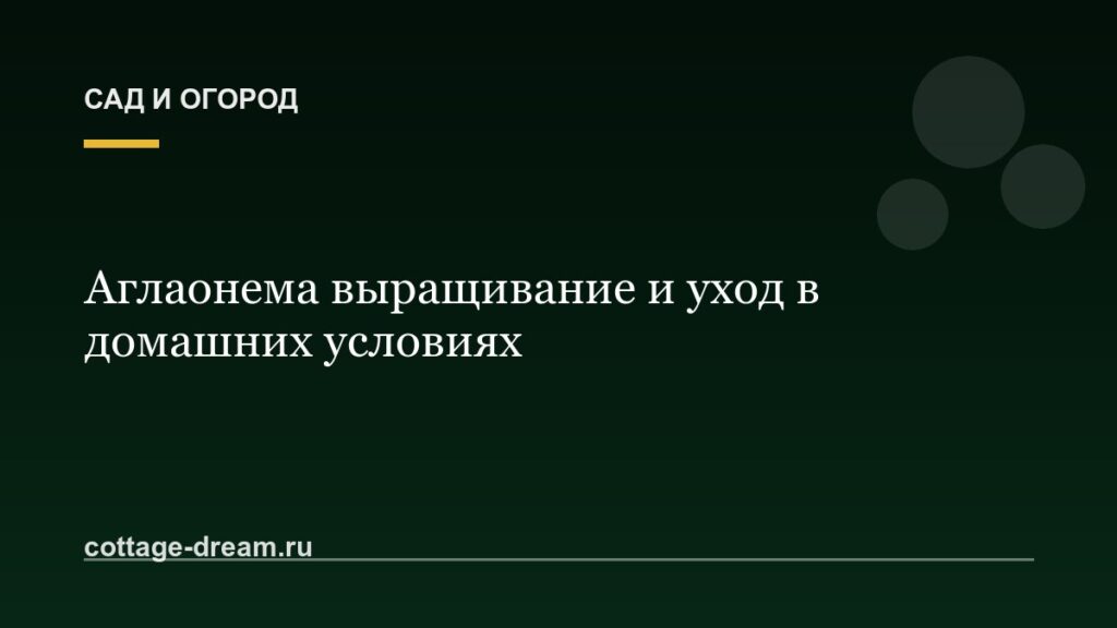 Аглаонема выращивание и уход в домашних условиях