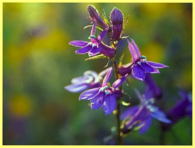 Лобелия Герарди фото