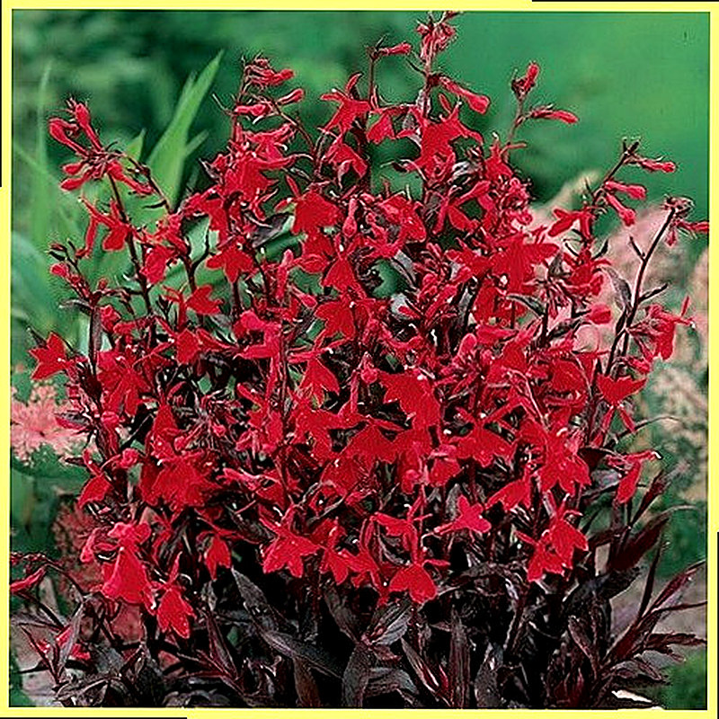 Лобелия Прекрасная фото