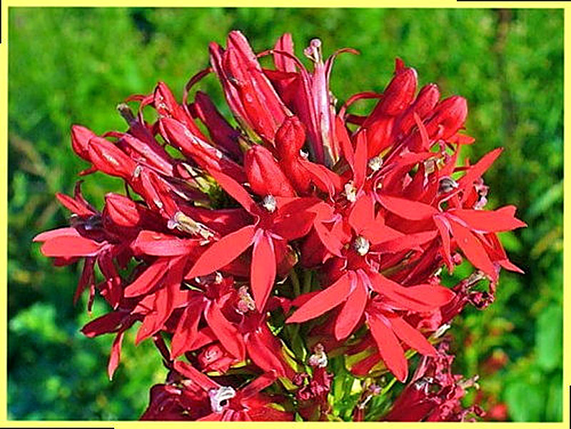 Лобелия Пурпурная фото