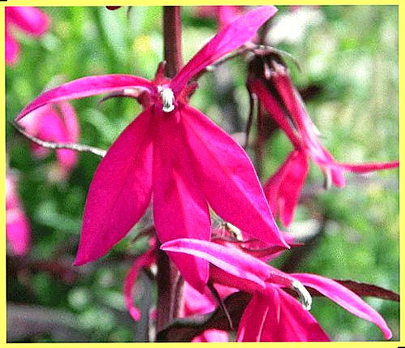 Лобелия Русская принцесса фото