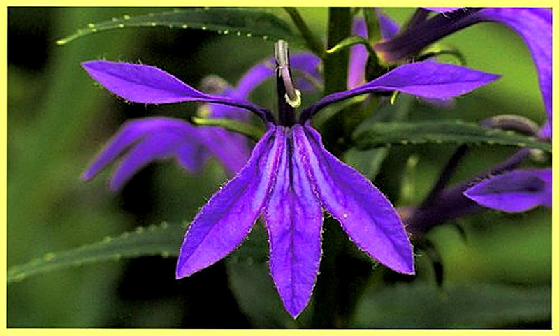 Лобелия Сидячелистная фото