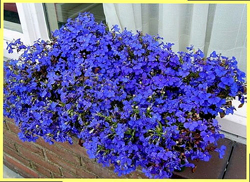 Лобелия Синяя фото