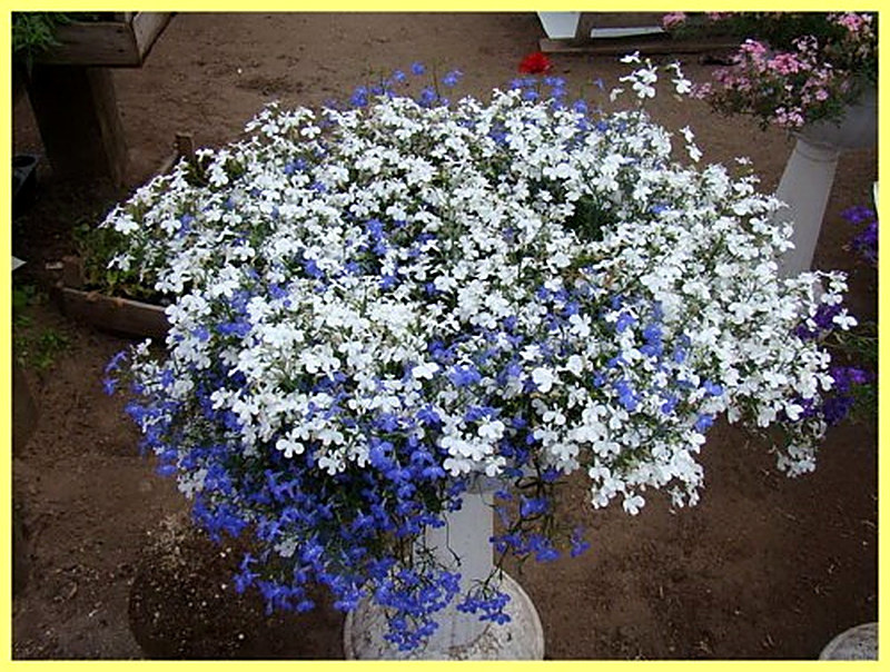 Лобелия Уютный уголок фото