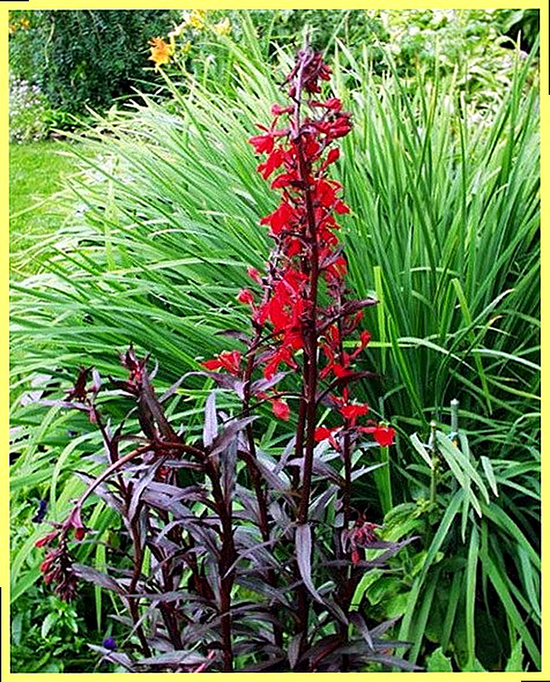 Лобелия огненная фото