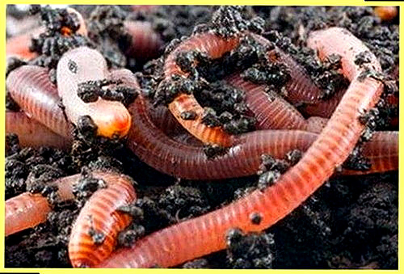 Разведение червей в домашних условиях для рыбалки
