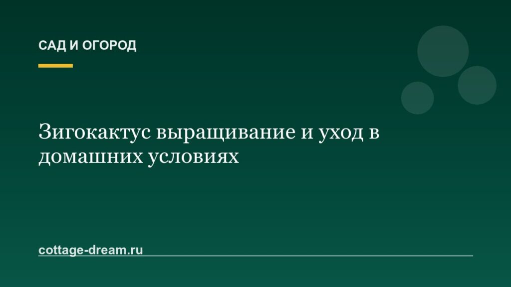 Зигокактус выращивание и уход в домашних условиях