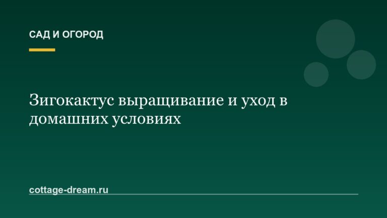 Зигокактус выращивание и уход в домашних условиях
