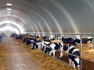 Бескаркасный ангар под коровник