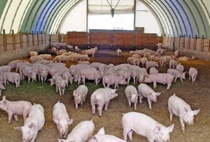 Бескаркасный ангар под свинарник