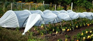 Парник подснежник что входит в комплект фото