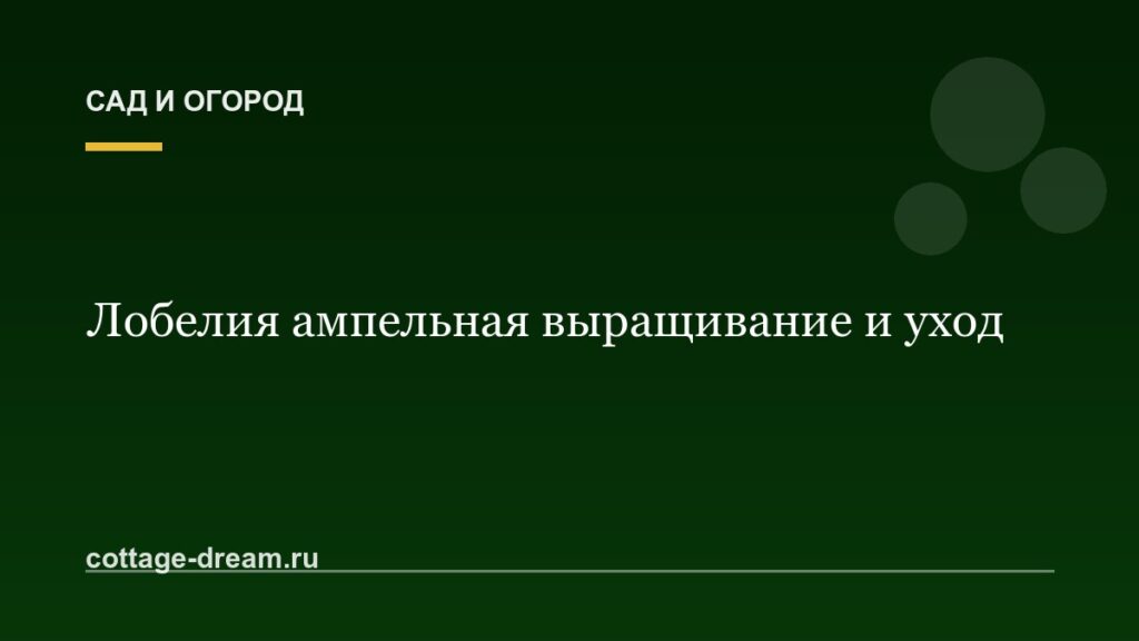 Лобелия ампельная выращивание и уход: фото