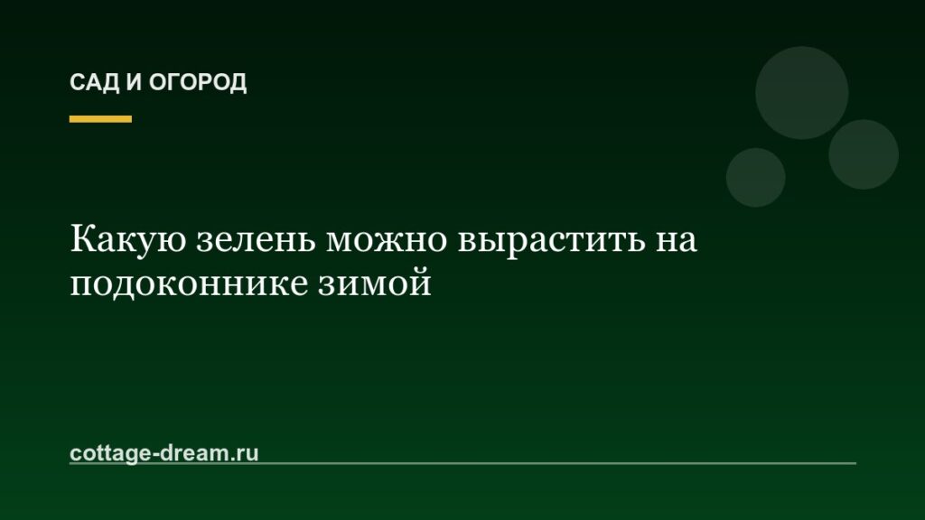 Какую зелень можно вырастить на подоконнике зимой