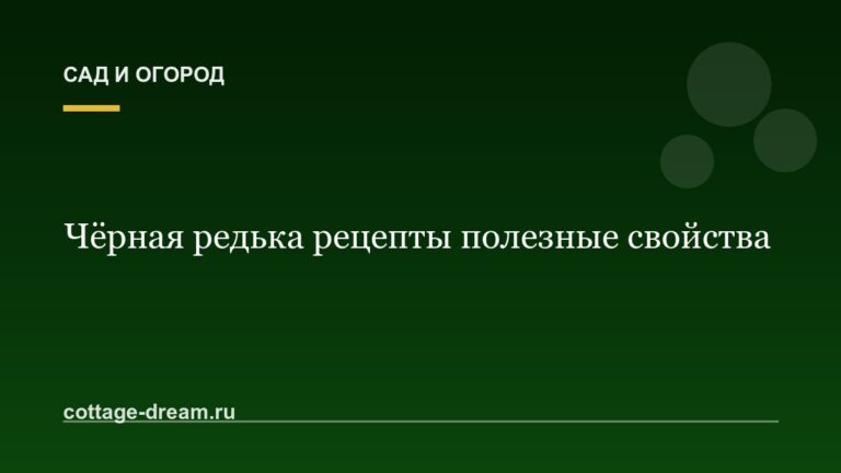 Чёрная редька рецепты полезные свойства