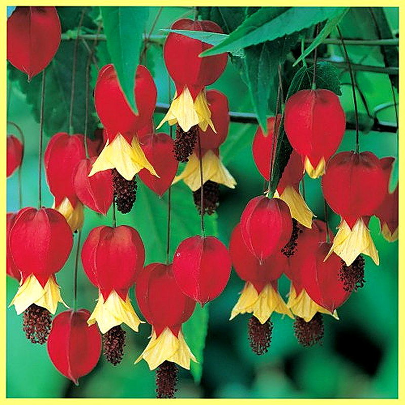 Абутилон Амазонский фото