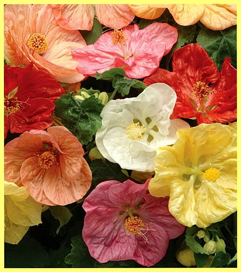 Абутилон Белла фото