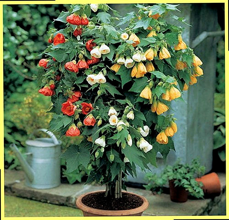 Абутилон Бельвю фото