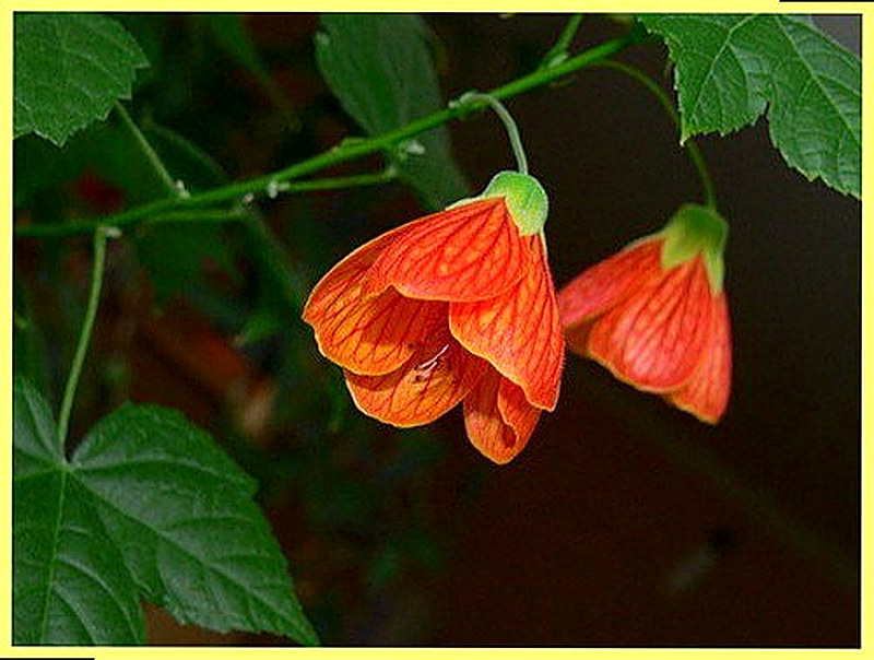 Абутилон Селло фото