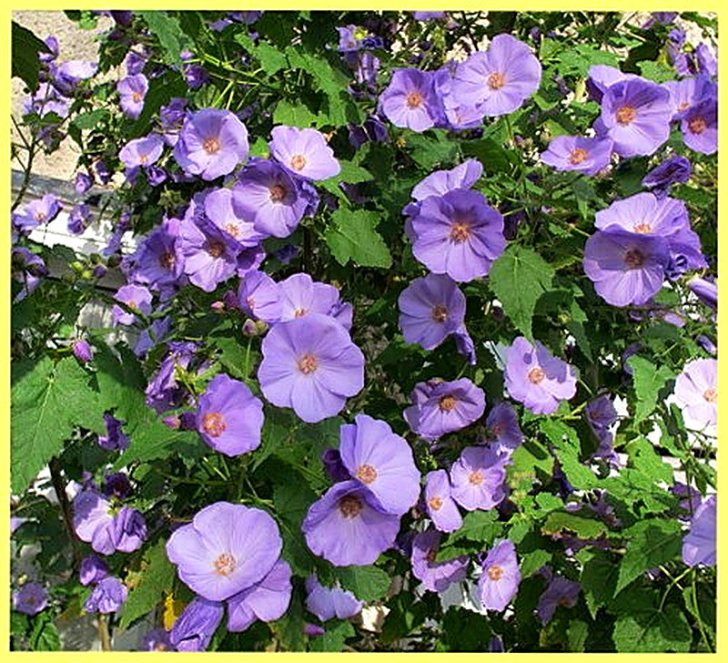 Абутилон винограднолистный фото