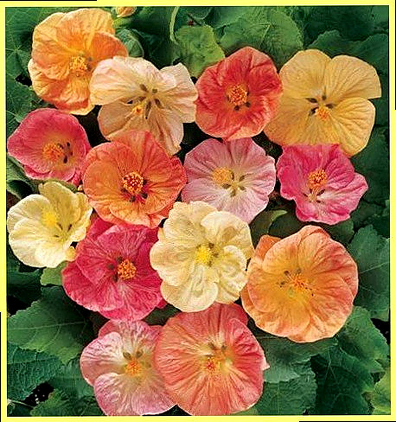 Абутилон гибридный фото