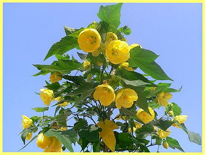 Абутилон индийский фото