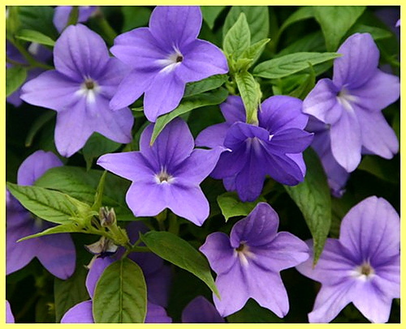 Бровалия Jingle Bells