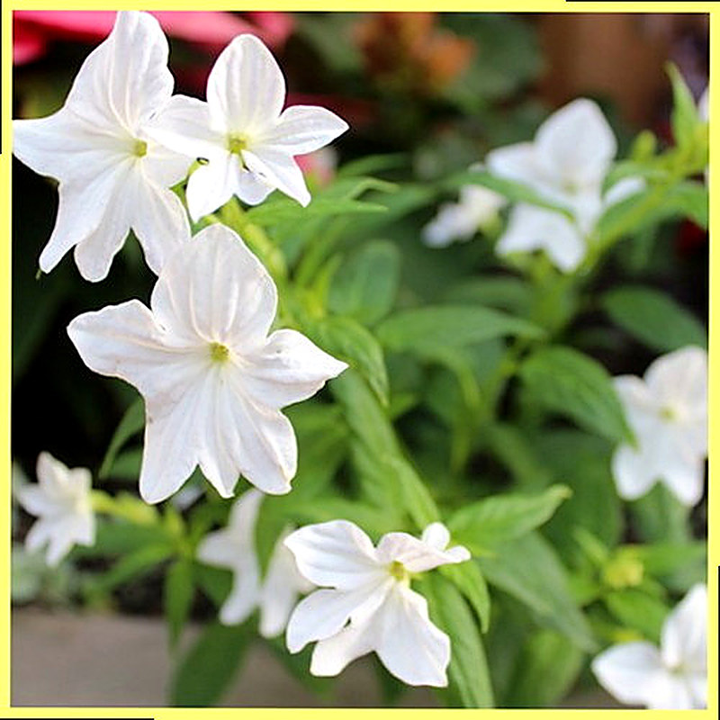 Бровалия White Bells