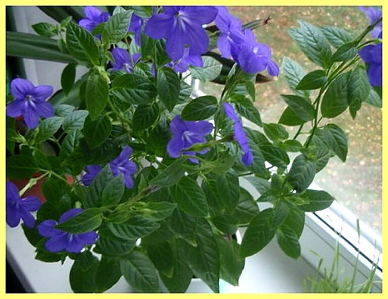 Бровалия уход в домашних условиях фото