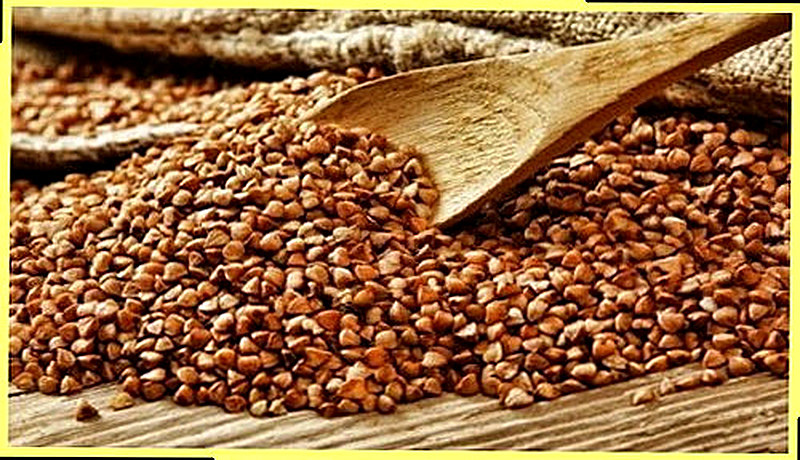 Как организовать бизнес на выращивании гречихи