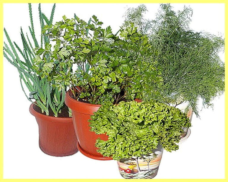 Какую зелень можно вырастить на подоконнике зимой