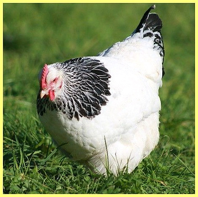 Куры Адлерские серебристые фото