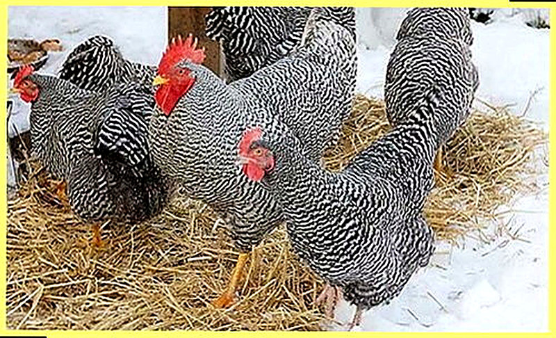 Куры Амрокс фото