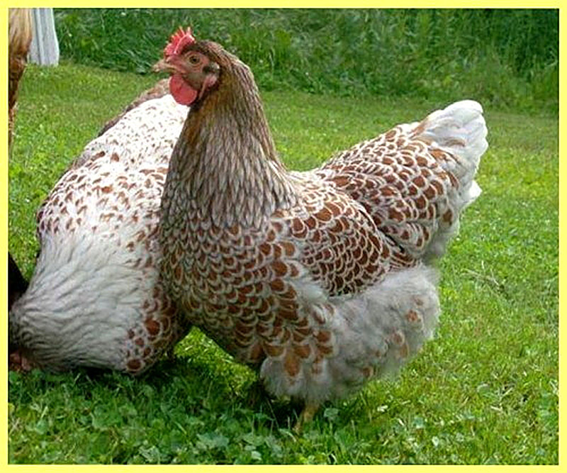 Куры Виандот фото