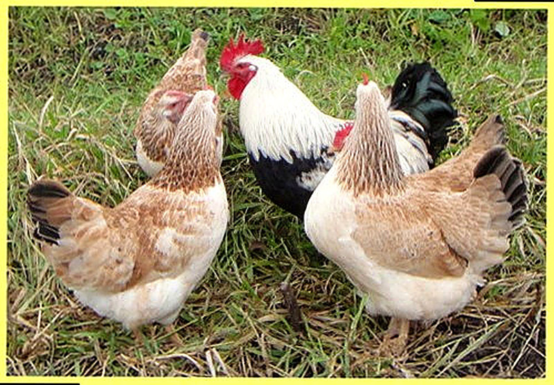 Куры Загорская лососевая порода фото