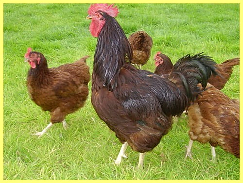 Куры Род-Айленд фото
