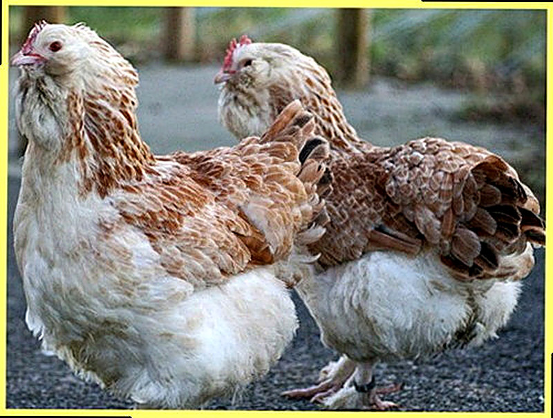 Куры Фавероль фото