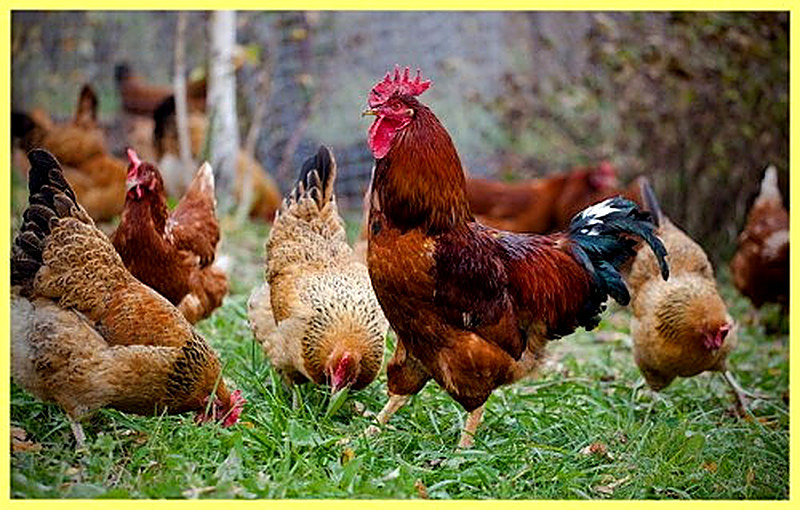 Куры породы Кучинская юбилейная фото