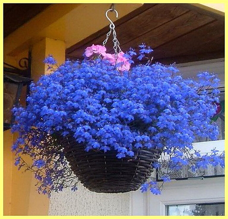 Лобелия ампельная посадка и уход фото