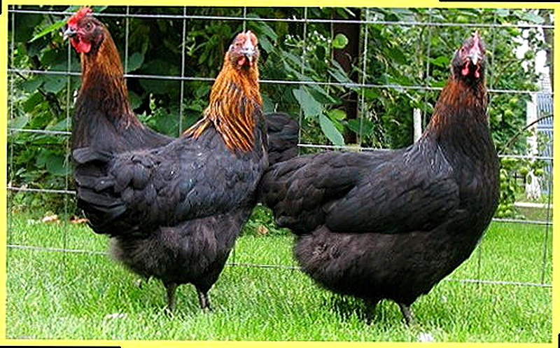 Порода Московские куры фото
