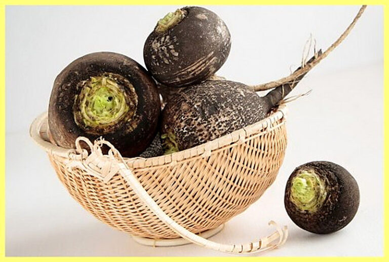 Чёрная редька польза и вред рецепты приготовления