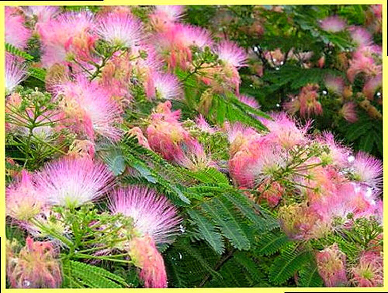 Al'bicija Lenkoranskaja vyrashhivanie iz semjan