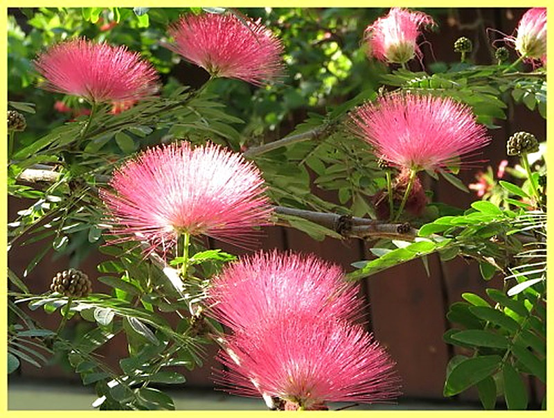 Al'bicija lenkoranskaja razmnozhenie