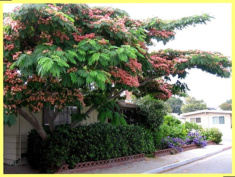 Al'bicija lenkoranskaja uhod