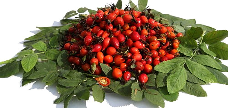 Как приготовить ягоды шиповника в термосе