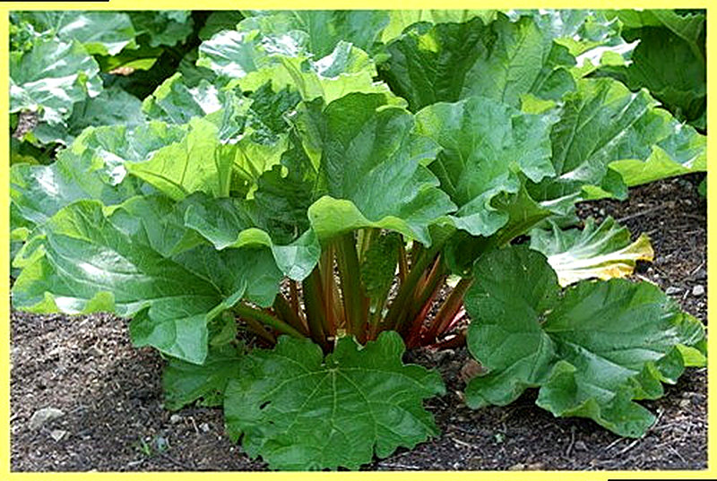 Kak vyrastit' reven' na dache