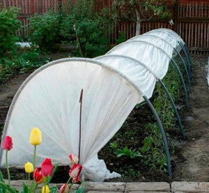 Парник фазенда конструкция